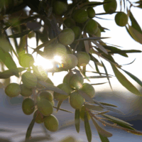 [일상의 재발견] 저속 노화 식단에 빠지다_ OLIVE OIL