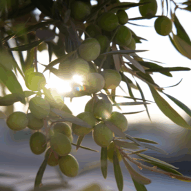 [일상의 재발견] 저속 노화 식단에 빠지다_ OLIVE OIL