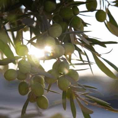[일상의 재발견] 저속 노화 식단에 빠지다_ OLIVE OIL