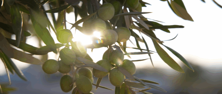 [일상의 재발견] 저속 노화 식단에 빠지다_ OLIVE OIL