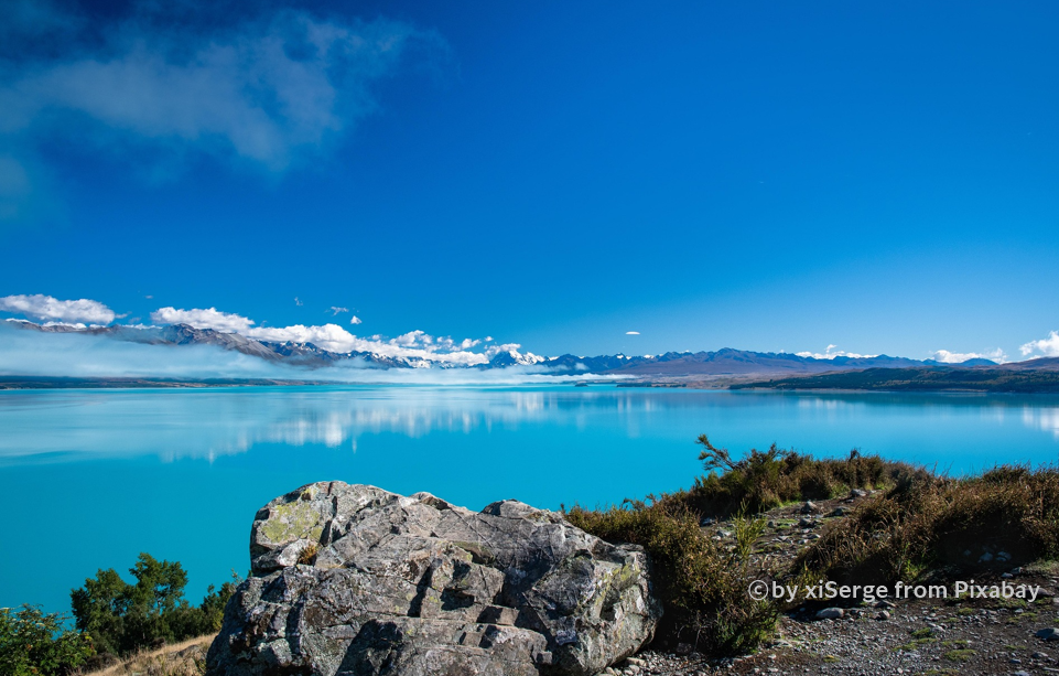 뉴질랜드 푸카키 