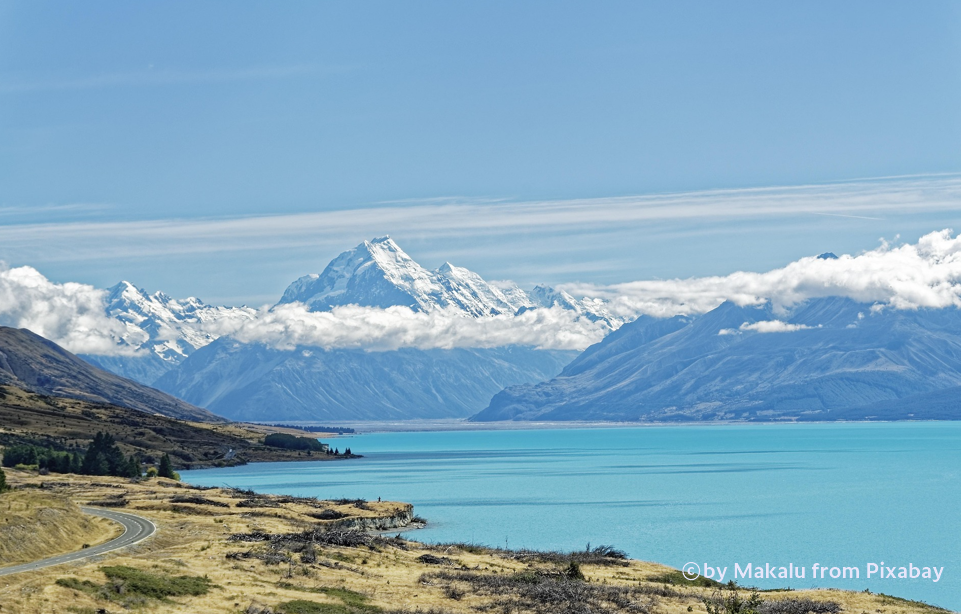 뉴질랜드 푸카키 