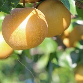 [일상의 재발견] 세계에서 가장 오래 재배된 과일 중 하나, 배_ PEAR