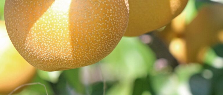 [일상의 재발견] 세계에서 가장 오래 재배된 과일 중 하나, 배_ PEAR