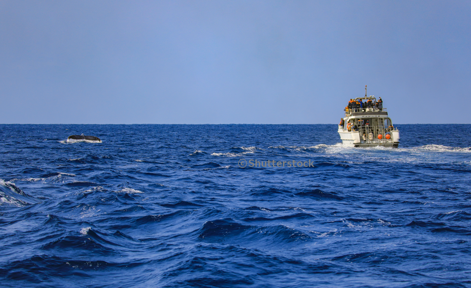 혹등 고래 투어