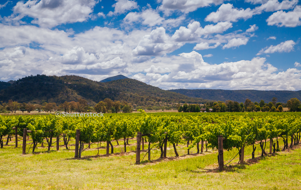 헌터 밸리 와이너리