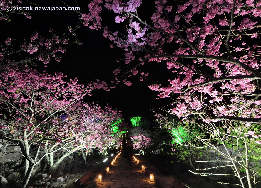나키진 성터 벚꽃축제 야간