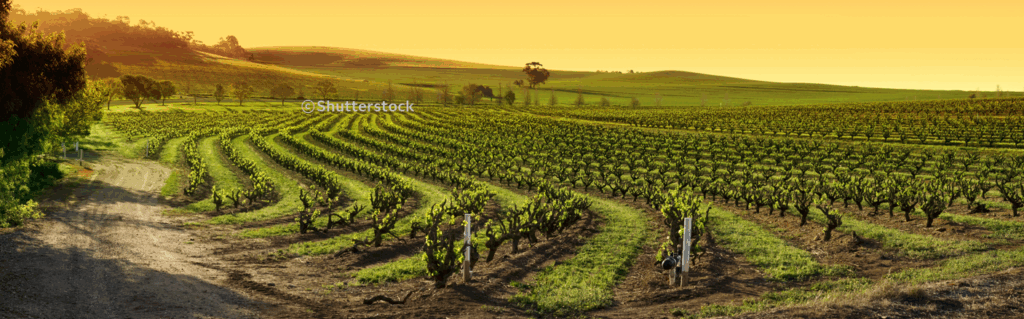 바로사 밸리 와이너리