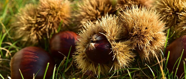 [일상의 재발견] 밤 르네상스_ CHESTNUT