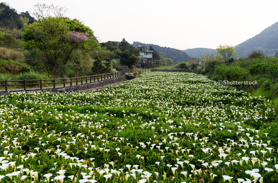 주쯔후 칼라 백합
