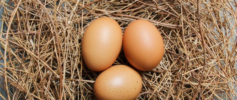 [일상의 재발견] 국경을 넘는 매력_ EGGS