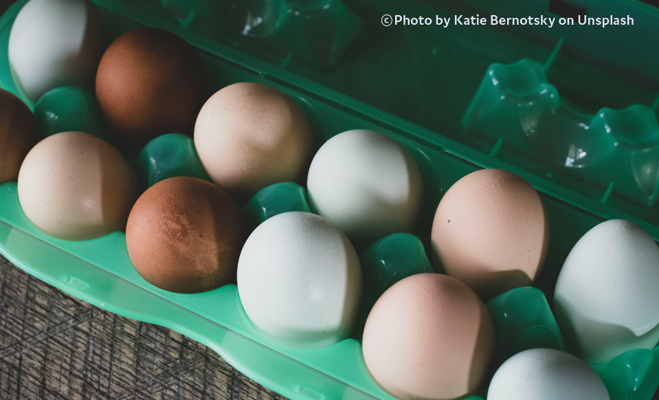 흰 달걀과 갈색 달걀