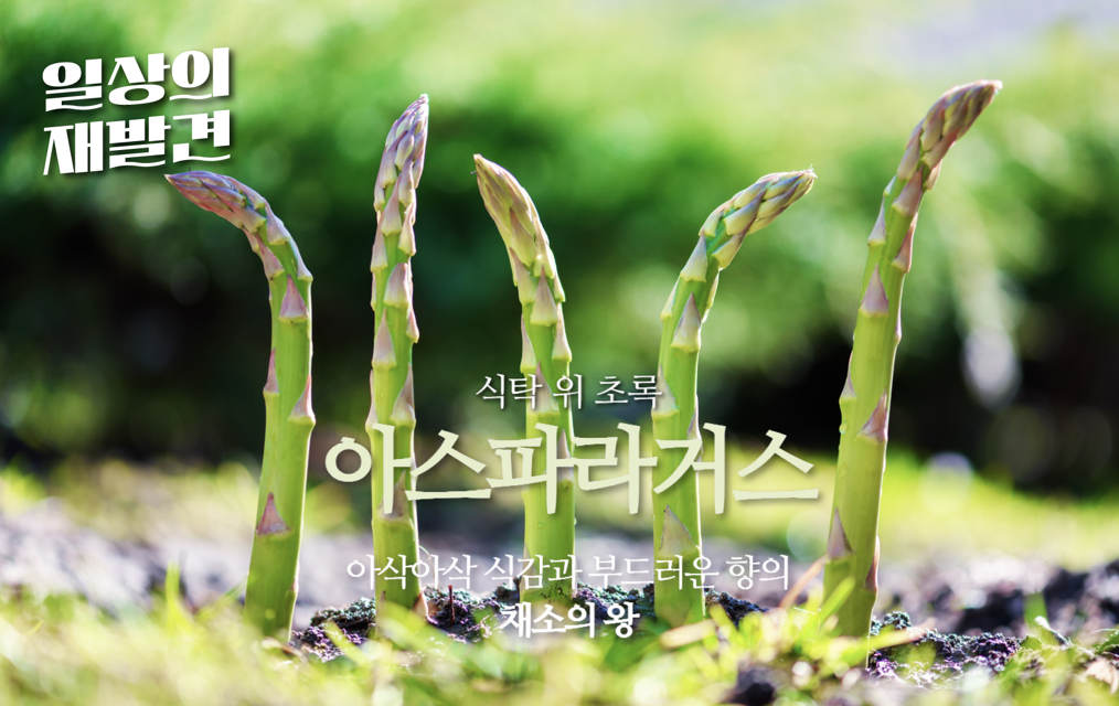 일상의 재발견 식탁 위 초록 아스파라거스 아삭아삭 식감과 부드러운 향의 채소의 왕