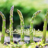 [일상의 재발견] 3년을 기다려야 먹을 수 있는 왕의 채소_ 아스파라거스