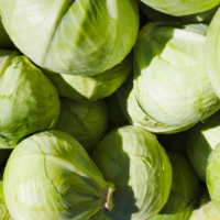 [일상의 재발견] 야생 잡초의 전성기_ CABBAGE