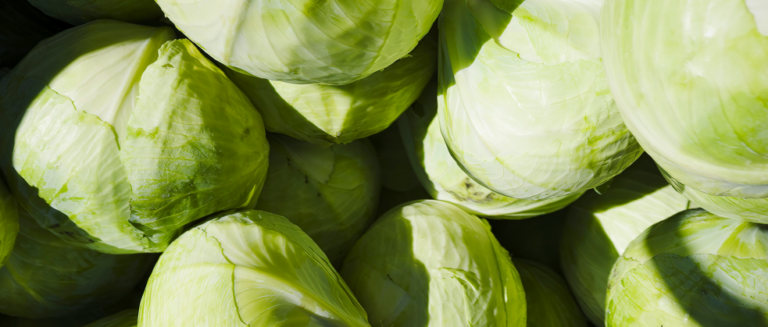 [일상의 재발견] 야생 잡초의 전성기_ CABBAGE