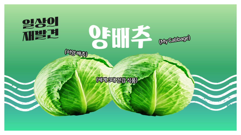 일상의 재발견 양배추 서양배추 세계 3대 건강 식품 My Cabbage