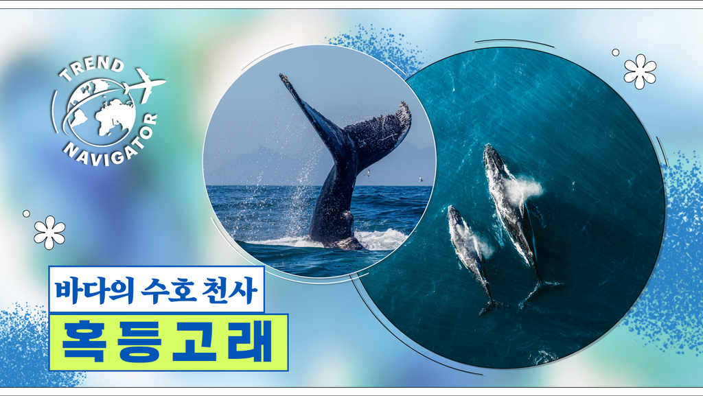트렌드 내비게이터 바다의 수호천사 혹등고래